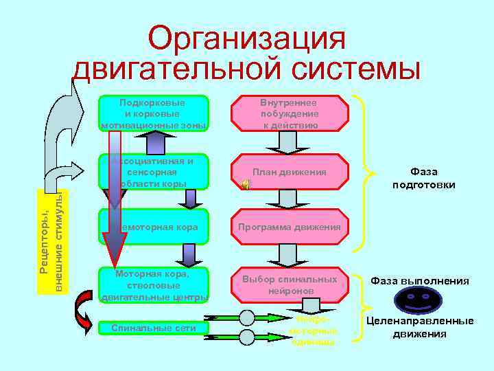 Организация двигательной системы Рецепторы, внешние стимулы Подкорковые и корковые мотивационные зоны Внутреннее побуждение к
