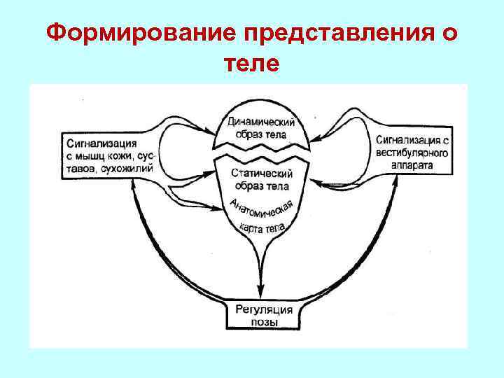 Формирование представления о теле 