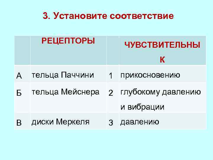 3. Установите соответствие РЕЦЕПТОРЫ ЧУВСТВИТЕЛЬНЫ К А тельца Паччини 1 прикосновению Б тельца Мейснера