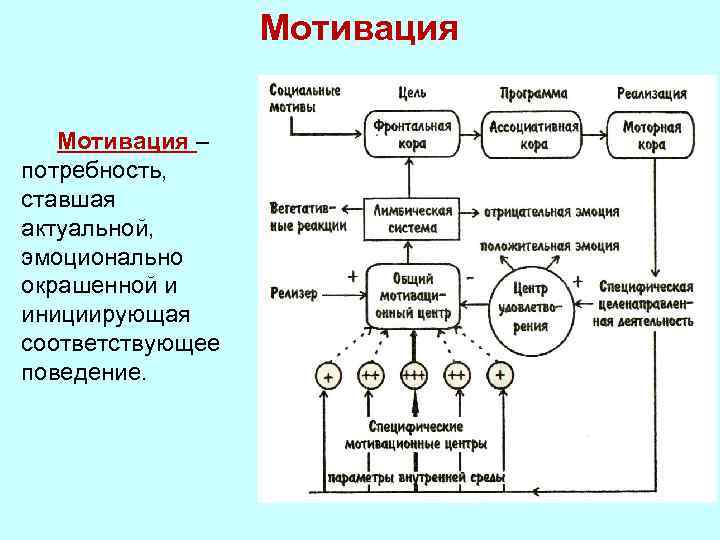 Механизм мотивации. Механизм мотивации физиология. Классификация мотиваций физиология. Формирование биологической мотивации физиология. Механизм формирования мотивации физиология.