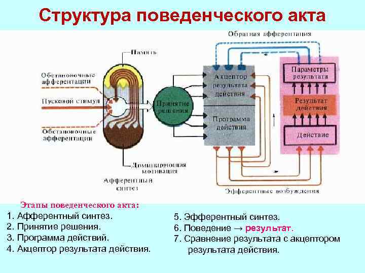 Стадии поведенческого акта презентация