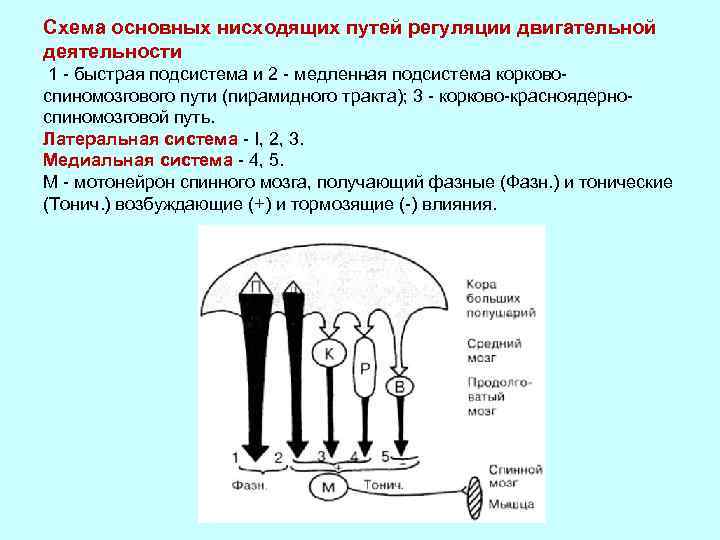 Схема основных нисходящих путей регуляции двигательной деятельности 1 - быстрая подсистема и 2 -