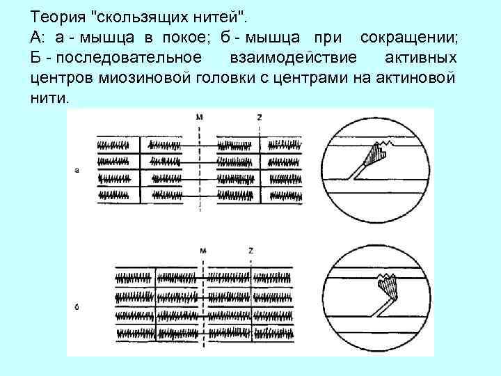 Теория "скользящих нитей". А: а - мышца в покое; б - мышца при сокращении;