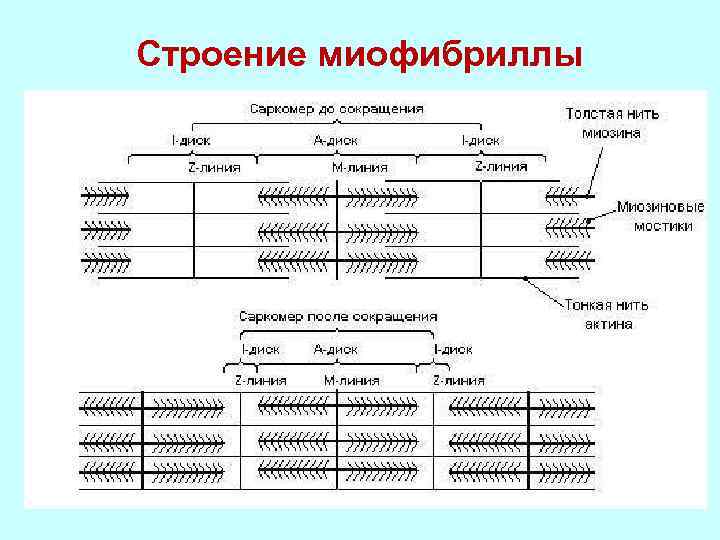 Схема строения миофибриллы