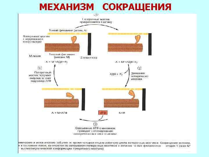 МЕХАНИЗМ СОКРАЩЕНИЯ Фаза укорочения 