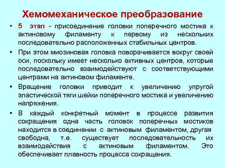 Хемомеханическое преобразование • 5 этап - присоединение головки поперечного мостика к актиновому филаменту к