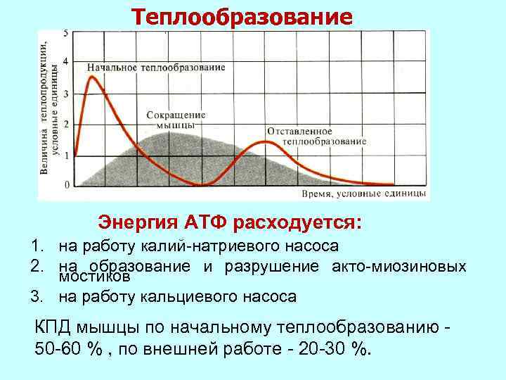 Теплообразование Энергия АТФ расходуется: 1. на работу калий-натриевого насоса 2. на образование и разрушение