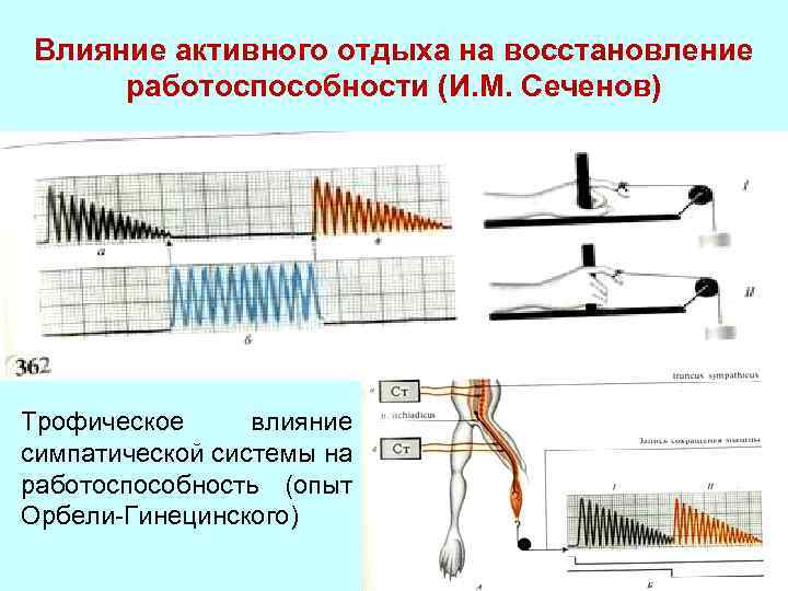 Влияние активного отдыха на восстановление работоспособности (И. М. Сеченов) Трофическое влияние симпатической системы на