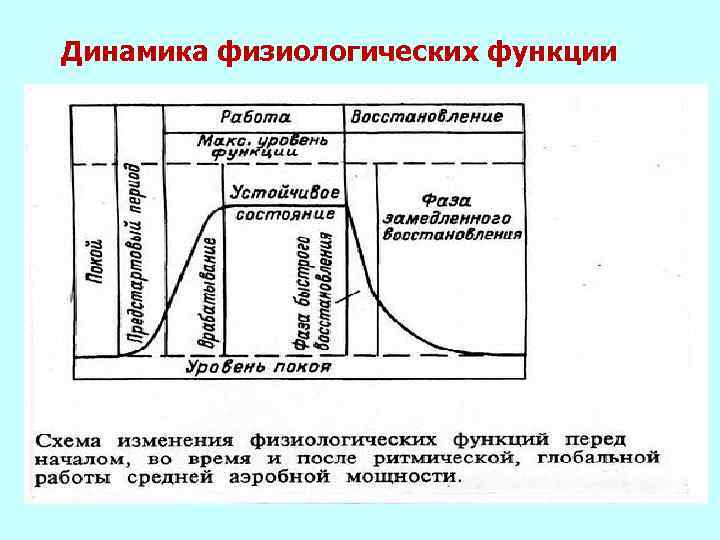 Динамика физиологических функции 