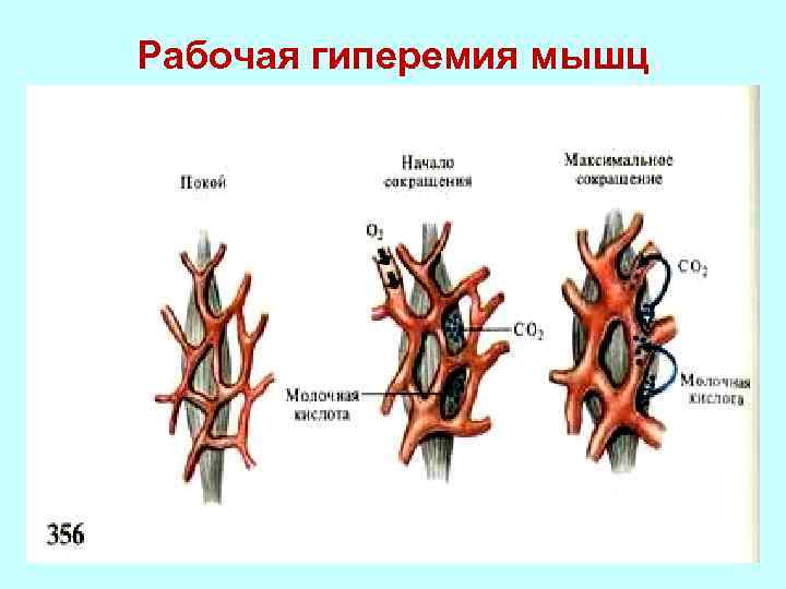 Рабочая гиперемия мышц 