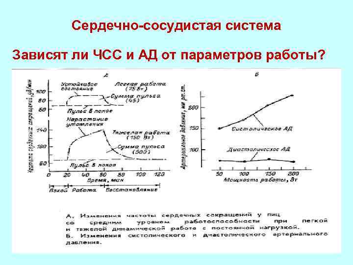 Сердечно-сосудистая система Зависят ли ЧСС и АД от параметров работы? 