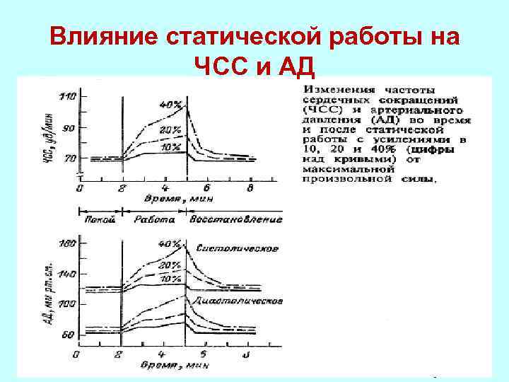 Влияние статической работы на ЧСС и АД 