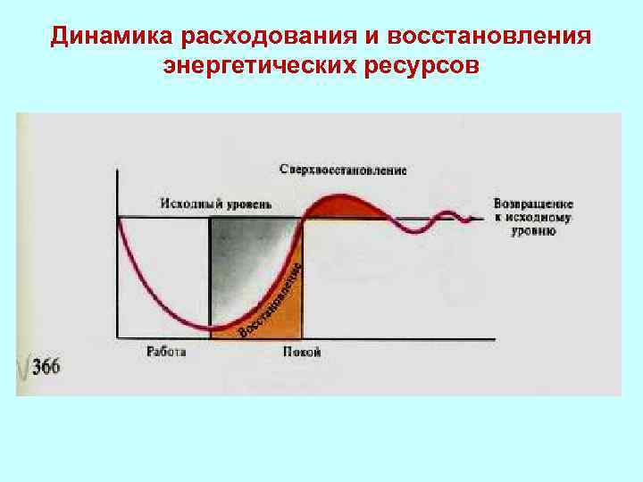 Динамика расходования и восстановления энергетических ресурсов 