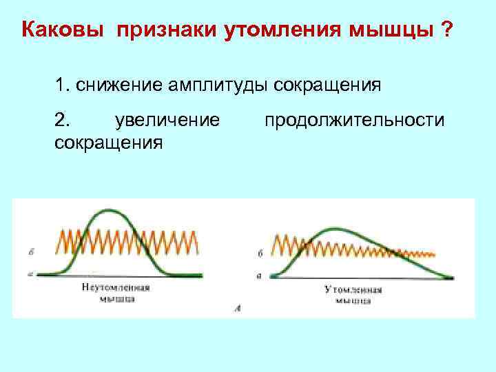 От чего зависит утомление мышц