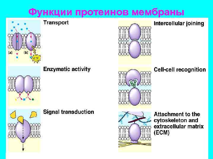 Функции мембранных белков. Функции протеинов. Функции протеинов в мембране. Функции сывороточного белка. Функции сывороточных белков.