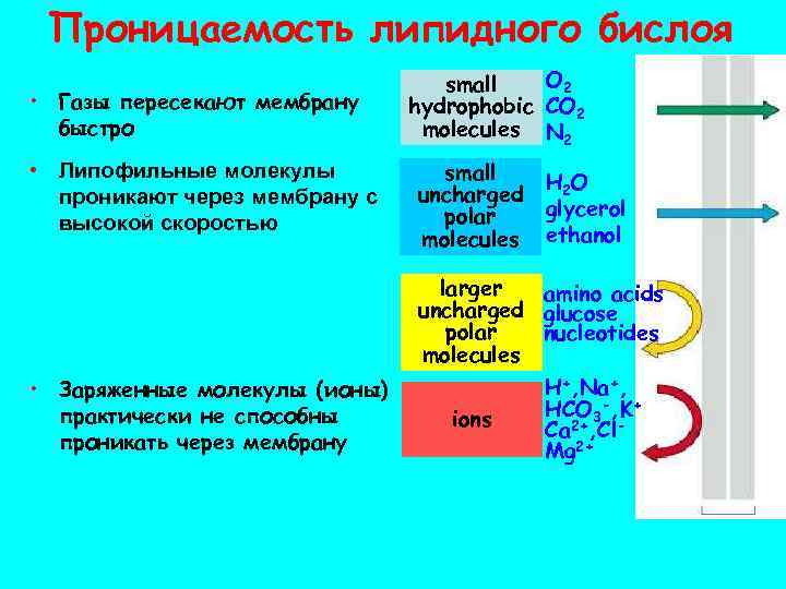 Проницаемость мембраны. Проницаемость липидного бислоя. Проницаемость фосфолипидной мембраны. Проницаемость газов через мембрану. Принципы организации липидного бислоя мембран.