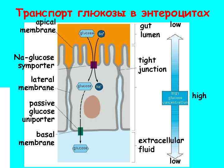Транспорт глюкозы. Транспорт Глюкозы в энтероциты. Строение энтероцита физиология. Транспорт Глюкозы через апикальную и базальную мембраны энтероцитов. Транспорт Глюкозы через мембрану энтероцита.