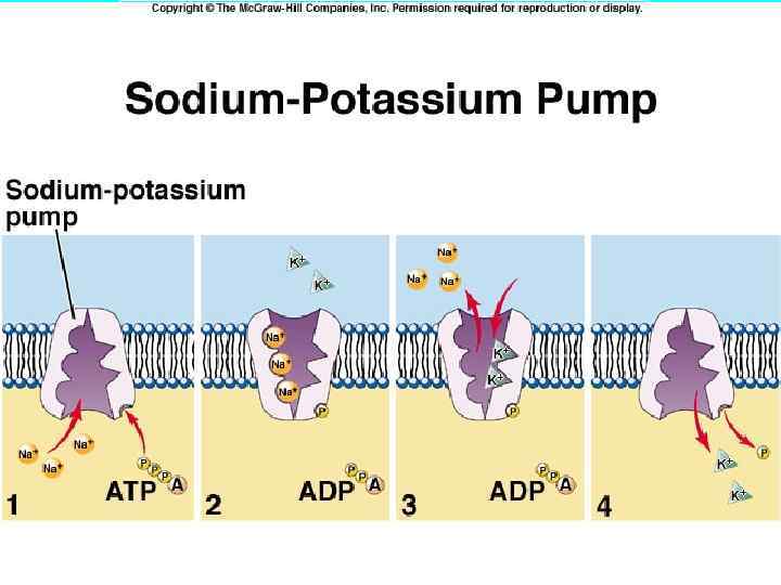 Активный транспорт насосы. Натрий калий АТФАЗА. Натрий калий насос. Sodium and potassium Pump structure. Калиево натриевый насос 2 июня.