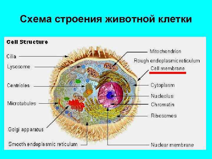 Запишите названия частей животной клетки указанных на схеме в ответе укажите номер части