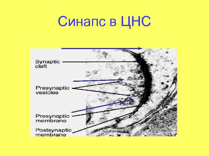 Синапс в ЦНС 