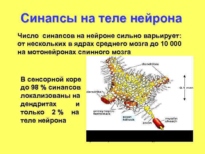 Синапсы на теле нейрона Число синапсов на нейроне сильно варьирует: от нескольких в ядрах