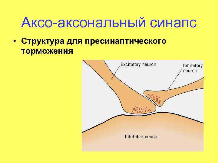 Аксо-аксональный синапс • Структура для пресинаптического торможения 