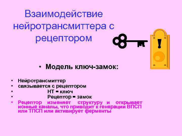 Взаимодействие нейротрансмиттера с рецептором • Модель ключ-замок: • Нейротрансмиттер • связывается с рецептором •