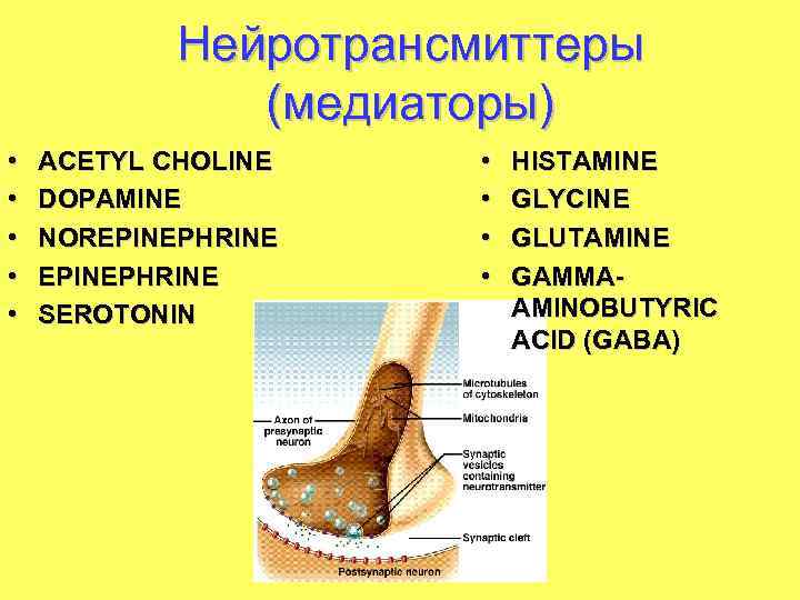 Нейротрансмиттеры (медиаторы) • • • ACETYL CHOLINE DOPAMINE NOREPINEPHRINE SEROTONIN • • HISTAMINE GLYCINE