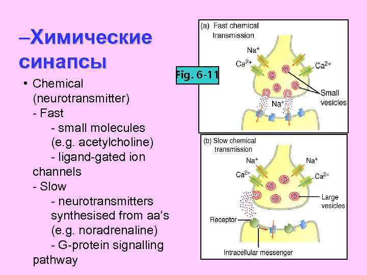–Химические синапсы • Chemical (neurotransmitter) - Fast - small molecules (e. g. acetylcholine) -