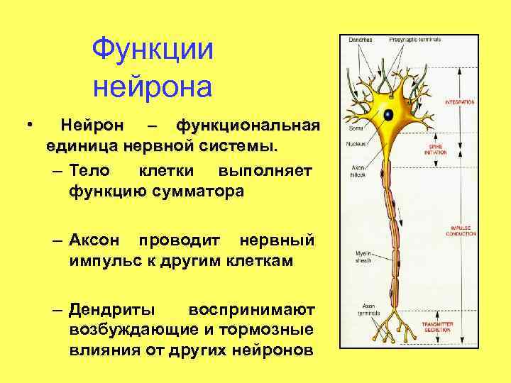 Особенности строения нервных клеток. Строение нейрона (части и их функции). Функциональное строение нейрона. Нейрон строение и функции. Тело нейрона и их функции.