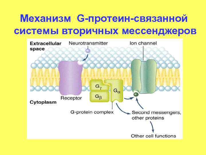 Механизм G-протеин-связанной системы вторичных мессенджеров 