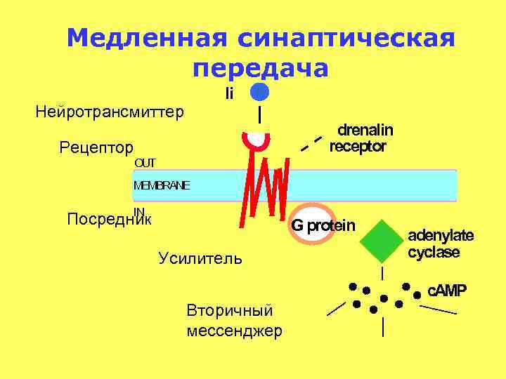 Медленная синаптическая передача li Нейротрансмиттер drenalin receptor Рецептор OUT MEMBRANE IN Посредник G protein