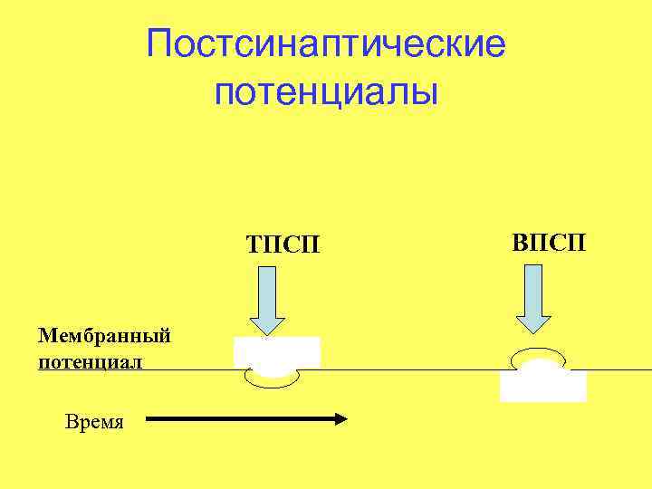 Постсинаптические потенциалы ТПСП Мембранный потенциал Время ВПСП 