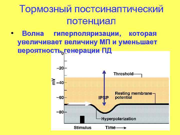 Механизмы генерации потенциала