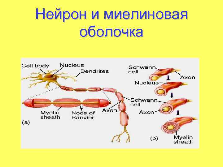 Миелиновая оболочка функции. Миелиновая оболочка нейрона. Функции миелиновой оболочки нейрона. Основные функции миелиновой оболочки.