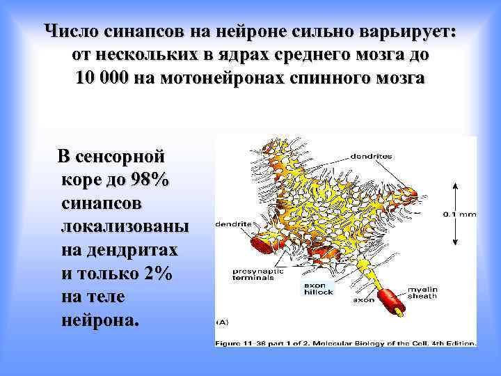 Число синапсов на нейроне сильно варьирует: от нескольких в ядрах среднего мозга до 10