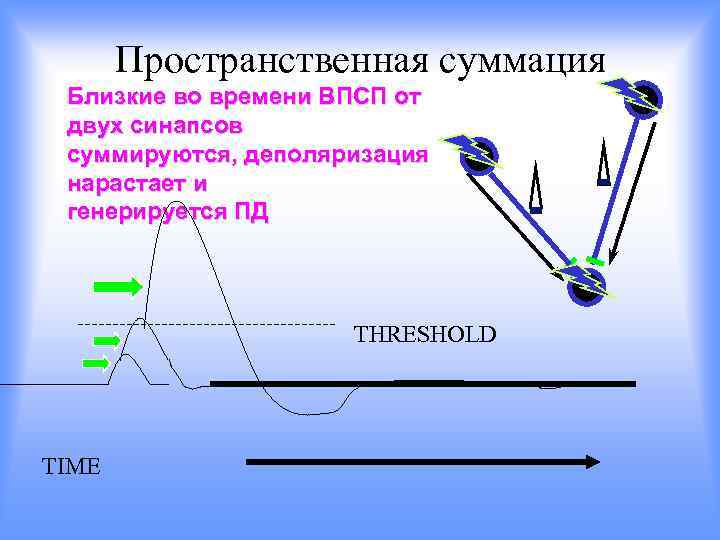 Пространственная суммация Близкие во времени ВПСП от двух синапсов суммируются, деполяризация нарастает и генерируется