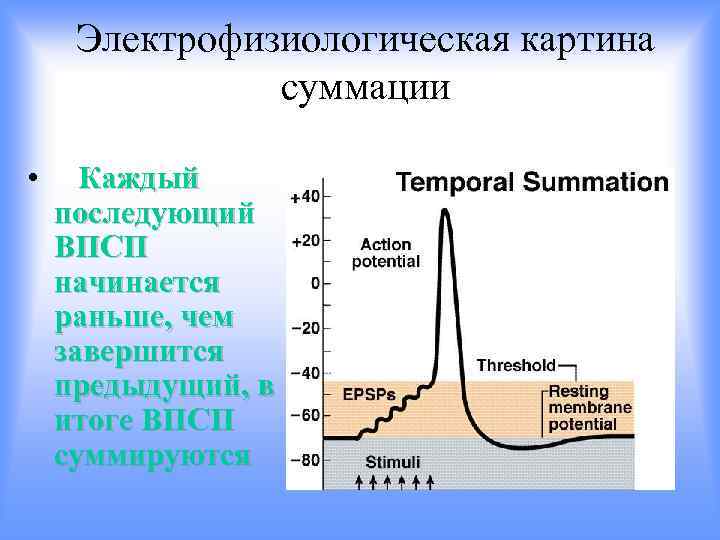 Электрофизиологическая картина суммации • Каждый последующий ВПСП начинается раньше, чем завершится предыдущий, в итоге