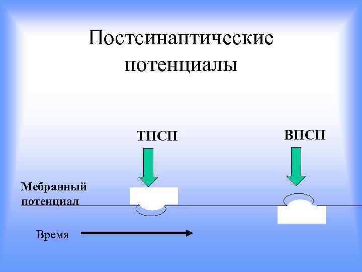 Постсинаптические потенциалы ТПСП Мебранный потенциал Время ВПСП 