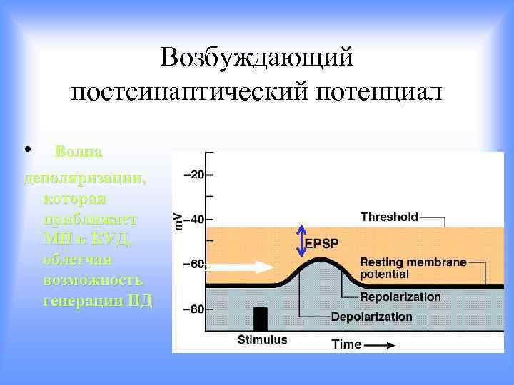 Возбуждающий постсинаптический потенциал • Волна деполяризации, которая приближает МП к КУД, облегчая возможность генерации