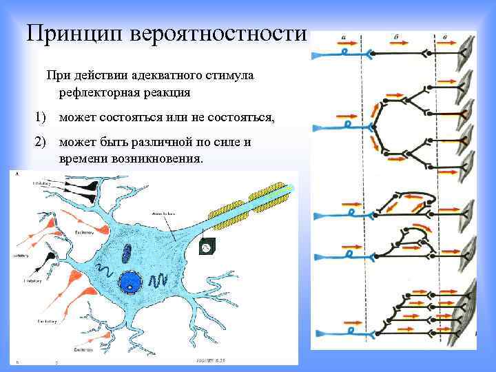 Принцип вероятности При действии адекватного стимула рефлекторная реакция 1) может состояться или не состояться,