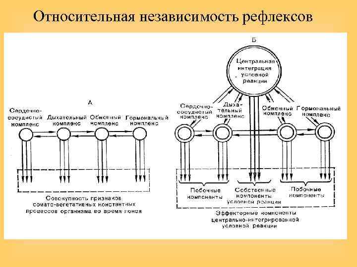 Относительная независимость рефлексов 