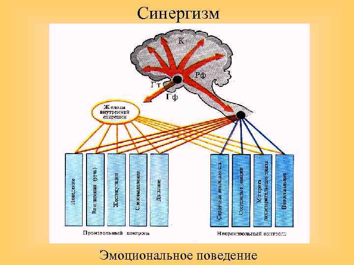 Синергизм Эмоциональное поведение 