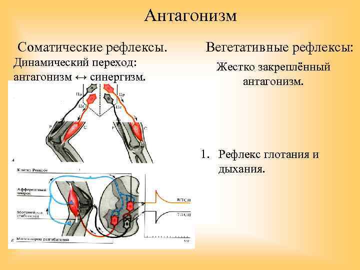 Антагонизм Соматические рефлексы. Вегетативные рефлексы: Динамический переход: антагонизм ↔ синергизм. Жестко закреплённый антагонизм. 1.
