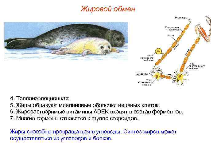 Жировой обмен 4. Теплоизоляционная; 5. Жиры образуют миелиновые оболочки нервных клеток 6. Жирорастворимые витамины