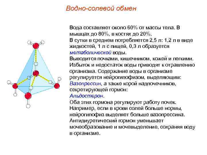 Водно-солевой обмен Вода составляет около 60% от массы тела. В мышцах до 80%, в