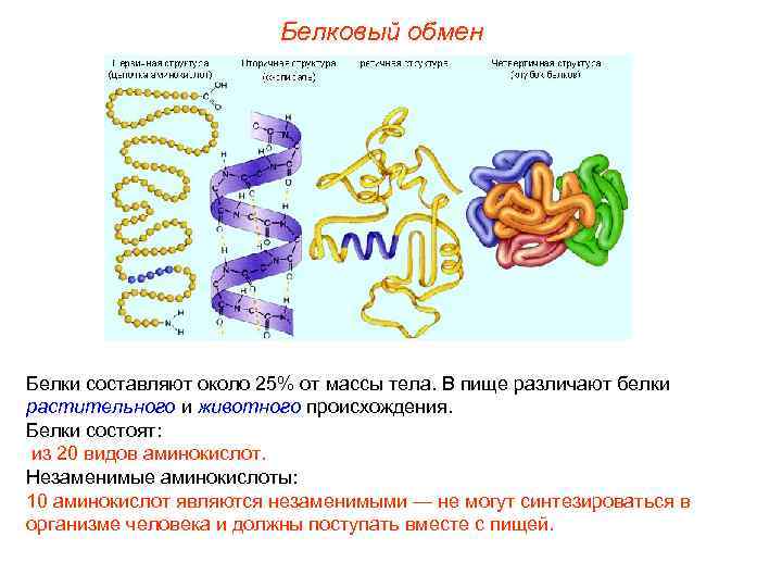 Белковый обмен Белки составляют около 25% от массы тела. В пище различают белки растительного