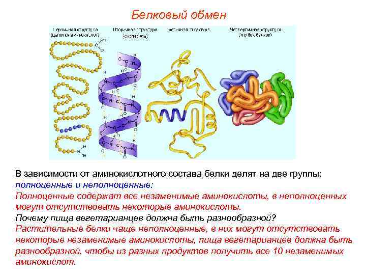 Белковый обмен В зависимости от аминокислотного состава белки делят на две группы: полноценные и