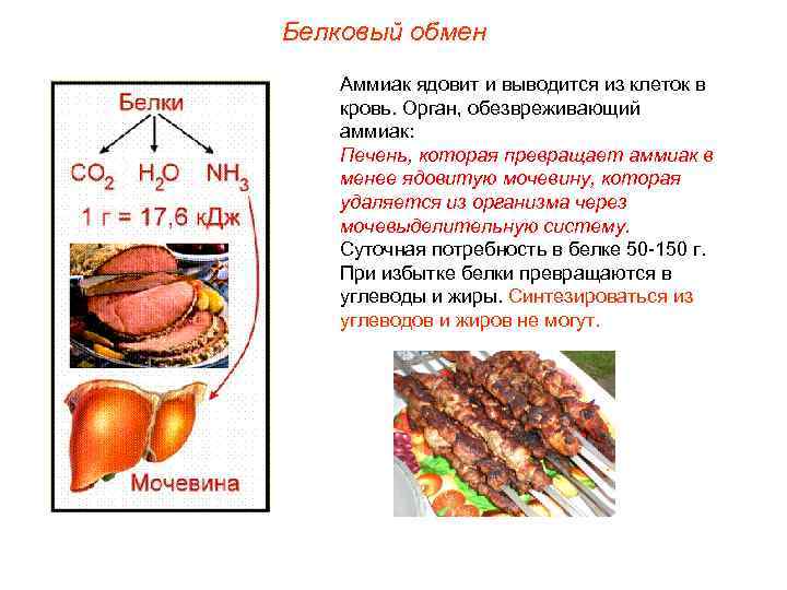 Белковый обмен Аммиак ядовит и выводится из клеток в кровь. Орган, обезвреживающий аммиак: Печень,