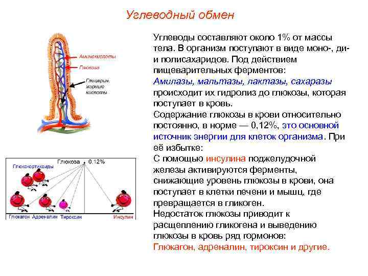 Углеводный обмен Углеводы составляют около 1% от массы тела. В организм поступают в виде